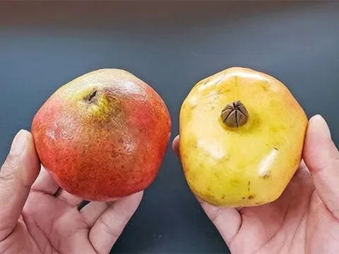 Mua lựu nên chọn quả tròn hay vuông?