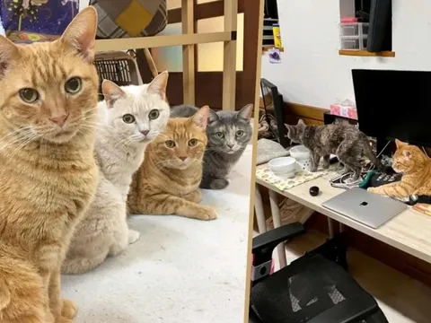 Công ty Nhật Bản gây sốt với 10 'nhân viên' mèo