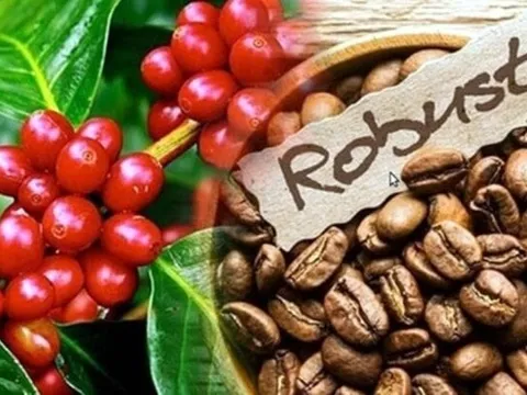 Giá cà phê hôm nay 7/9: Thế giới giảm, trong nước tăng nhẹ