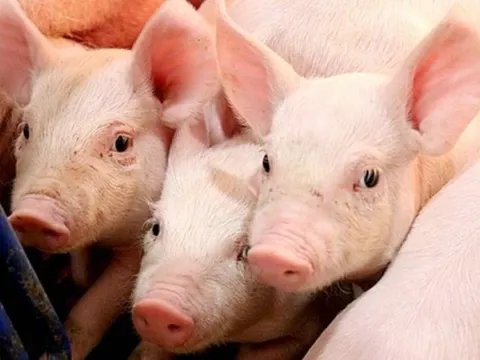 Giá heo hơi ngày 17/9/2024: Tăng nhẹ tại miền Bắc và miền Nam