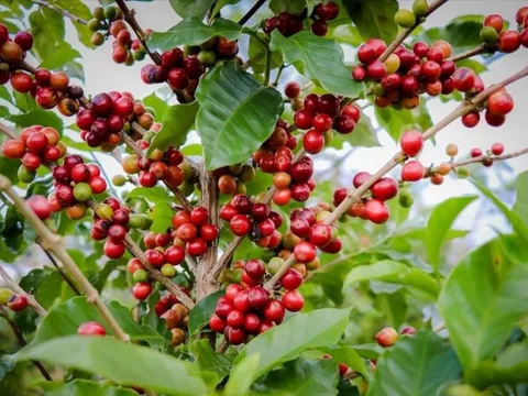 Giá nông sản ngày 17/9/2024: Cà phê và hồ tiêu cùng giảm nhẹ