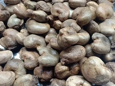 Việt Nam chi 1 tỷ USD bao mua gần như toàn bộ hạt điều Campuchia